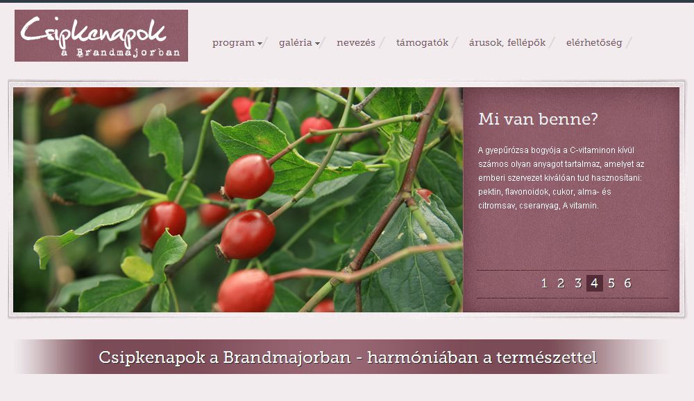 tigaman webdesign sopron