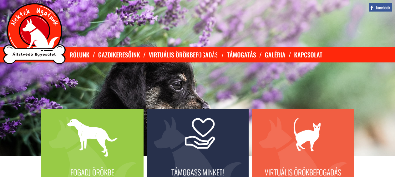 tigaman webdesign sopron